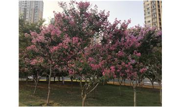 夏秋季節(jié)，錫城首次驚現紫薇花開美景
